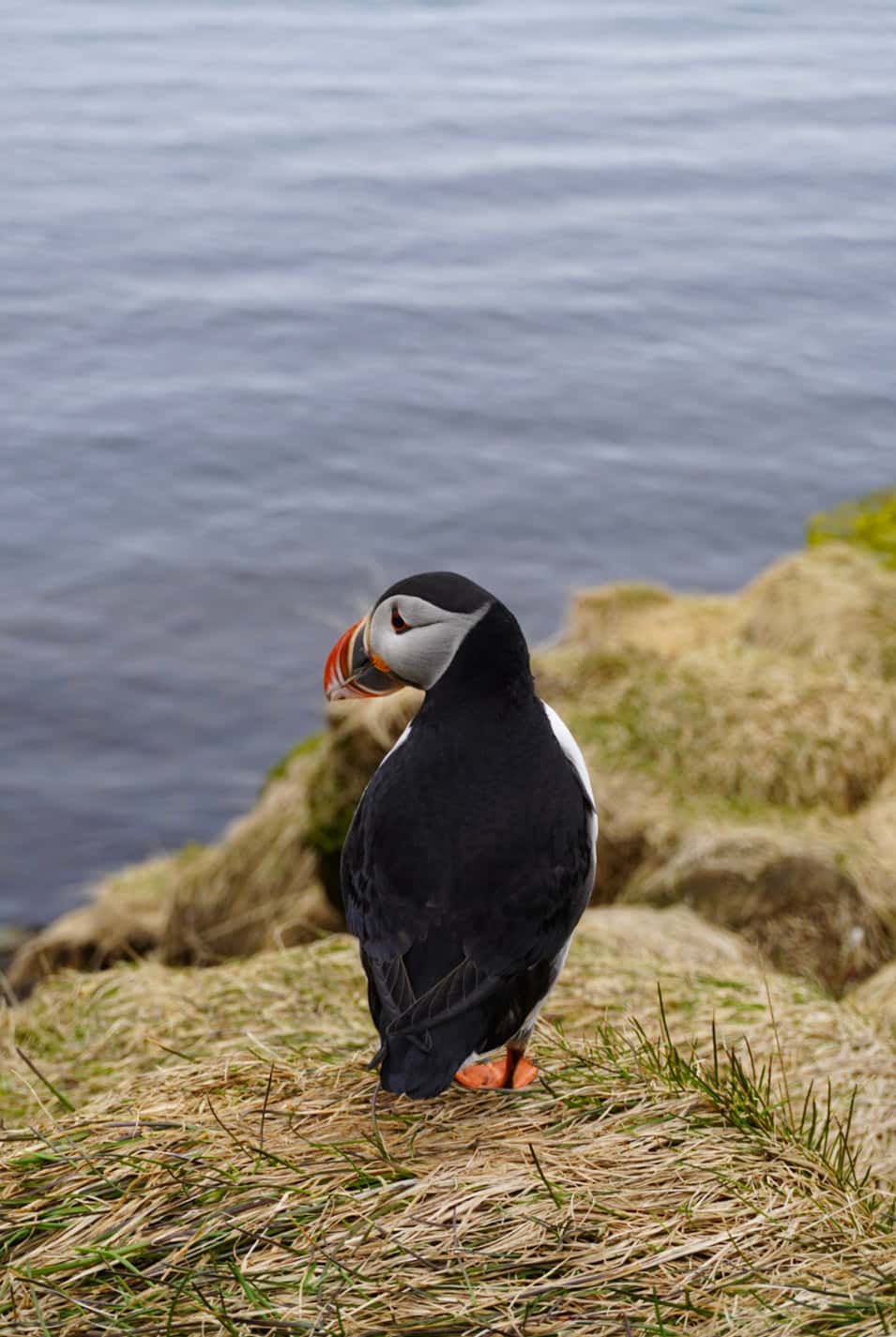 Rincorrendo i Puffins